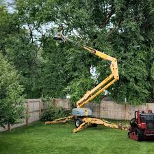 Trusted Oceanside, CA Tree Removal and Landscaping Services Experts